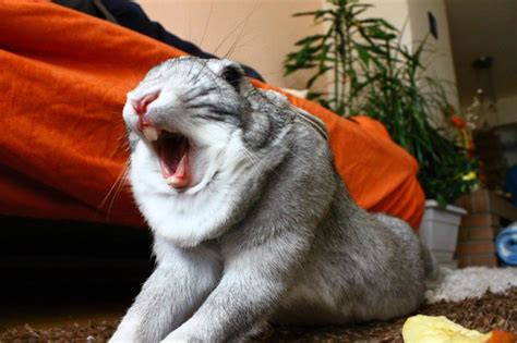 Rabbits yawning are terrifying so people are sharing photos online | Metro News