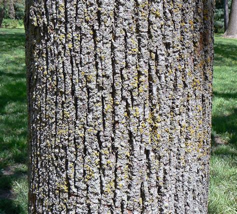 Omeka@CTL | UVM Tree Profiles : American Basswood : Aboriginal Culture