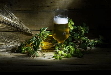 Mosaic Hops Guide: How to Brew Beer with Mosaic Hops - Beertannica