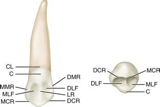 8: The Permanent Canines: Maxillary and Mandibular | Pocket Dentistry