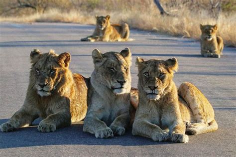 Lions in the Kruger National Park | Kruger national park, Safari ...