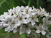 Lysimachia clethroides - Wikimedia Commons