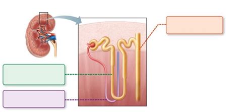 Fig. 25.16a Osmotic Gradient Diagram | Quizlet