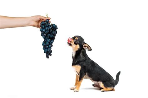 Can Dogs Eat Grapes? | Spot and Tango