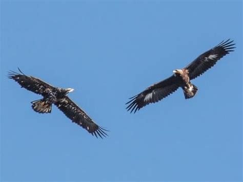 Falcon Images: Golden Eagle Flying Images