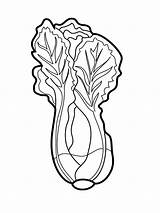 Lettuce coloring Pages sketch template