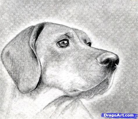 How to Draw a Dog Head, Dog Head, Step by Step, Realistic, Drawing Technique, FREE Online ...