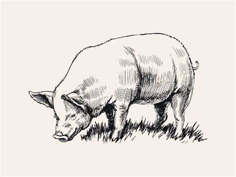 How To Draw A Realistic Pig - Plantforce21