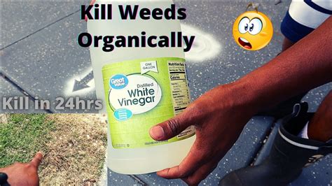 How to Make Organic Garden Weed Killer l Vinegar, Salt & Dishwashing ...