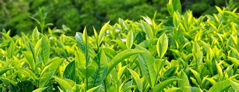 Tea Gardens - Munnar , Munnar - Experience Kerala