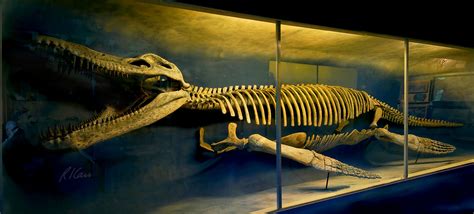 Image - 165445433 kronosaurus 6582-4-1-.jpg - Dinopedia - the free ...