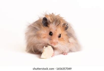 513 Hamster Eat Cheese Images, Stock Photos & Vectors | Shutterstock