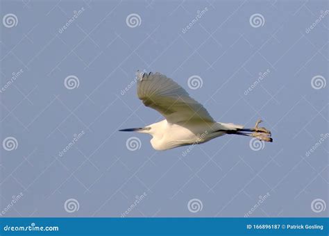 Little Egret in flight. stock image. Image of eastern - 166896187