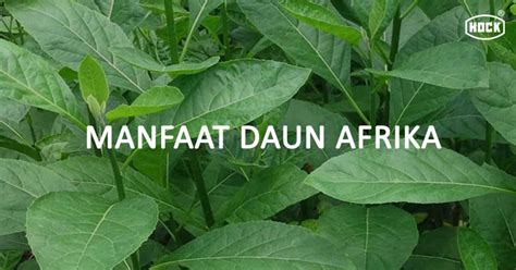 9 Manfaat Daun Afrika Untuk Kesehatan Yang Jarang Diketahui | HOCK