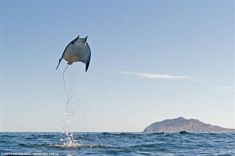 Devil rays shoot up over 10 feet into the air out of the sea in ...