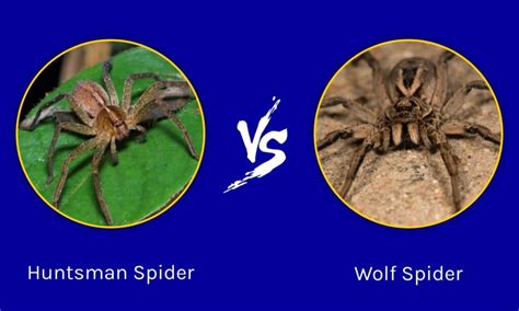 Huntsman Spider vs Wolf Spider: What Are 6 Key Differences? - IMP WORLD