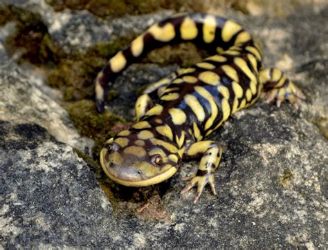 Barred Tiger Salamander Facts and Pictures