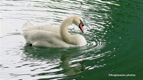 A Walk along the River Aar, Switzerland | Chronicles of an Anglo Swiss