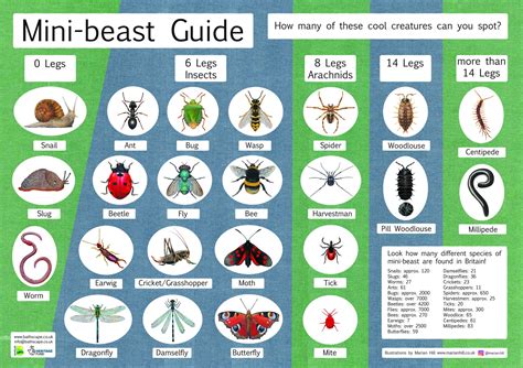 Mini-beast identification made simple - Bathscape Landscape Partnership