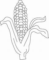 Indian Corn Coloring Page sketch template