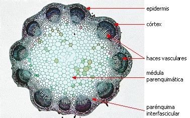 DICCIONARIO DE BIOLOGIA: ¿QUÉ ES HACES VASCULARES?