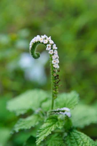 Alacransillo Eye Bright Indian Heliotrope Indian Turnsole Turnsole ...