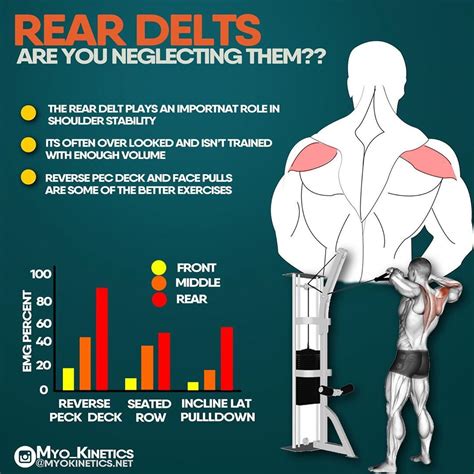 Make Your Lifts Even Better Whilst Building Bigger Rounder Delts - GymGuider.com | Delts, Rear ...