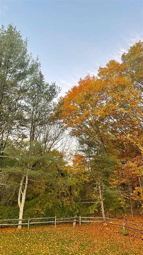 fall. fall leaves. fall foliage. fall foliage photography. fall leaves ...