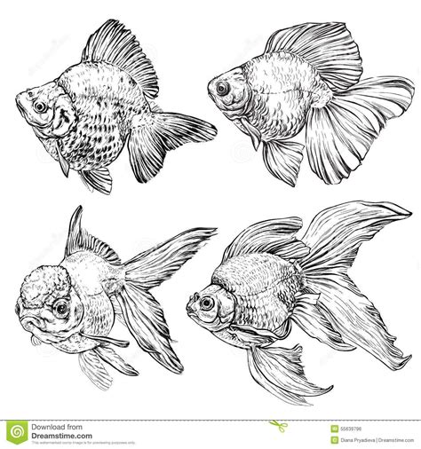 Set Of Goldfish. Vector Illustration Stock Vector - Illustration of style, oriental: 55639796 ...