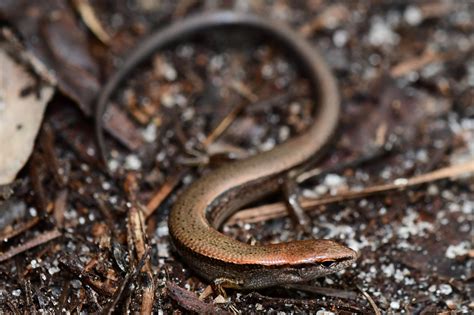 Ground Skink | South Carolina Partners in Amphibian and Reptile ...