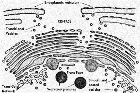 The Golgi Complex | Celebrate Cytochemistry | Gwen V. Childs, Ph.D.