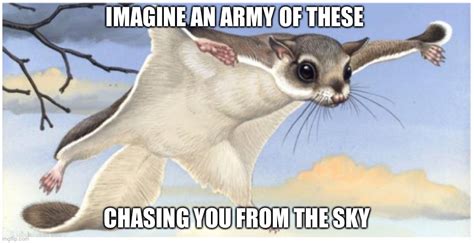 Flying Squirrel Latest Memes - Imgflip