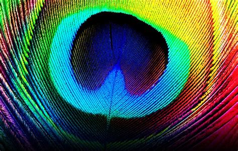 Wallpapers Of Peacock Feathers HD 2016 - Wallpaper Cave