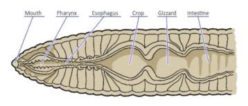 Earthworm Digestive System in Detail with Diagram