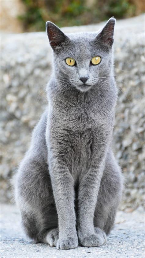 Gato azul ruso: la raza que debe su nombre al color de su pelo