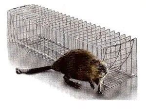 How to trap Muskrats? Excellent Muskrat Trapping Tips