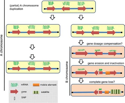 Model of the evolution of B-located pseudogenes. The B chromosome... | Download Scientific Diagram