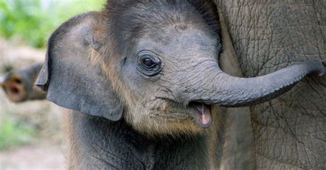 Elephant Gestation Period: How Long are Elephants Pregnant? - Wiki Point