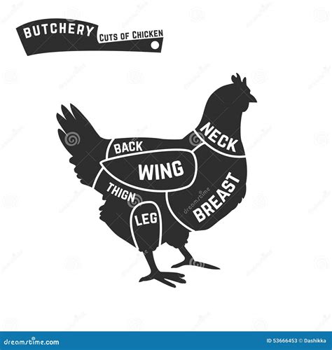 Cuts Of Chicken Butcher Diagram Cartoon Vector | CartoonDealer.com #53666453