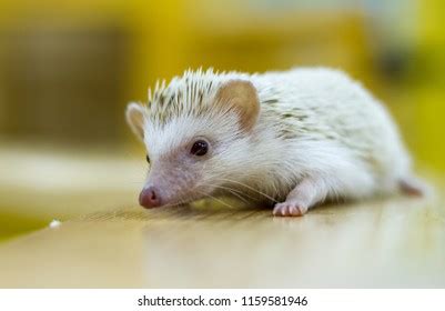 Cute Baby Hedgehog Pet On White Stock Photo (Edit Now) 1611402799 | Shutterstock