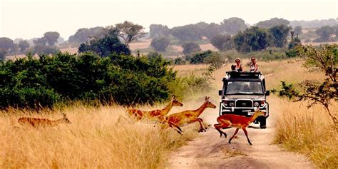 Uganda Tours - Guided & Self Drive Uganda Tour Packages