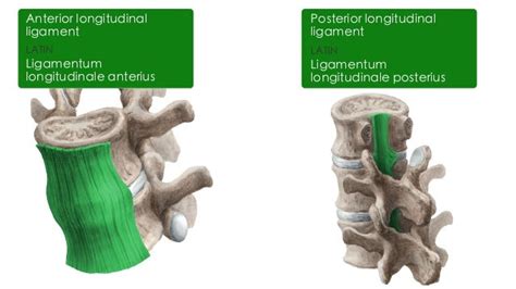 Lacunar Ligament Anatomy