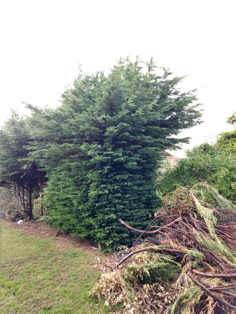 pruning - How can I prune a dead brown inside overgrown confider leylandii hedge - Gardening ...