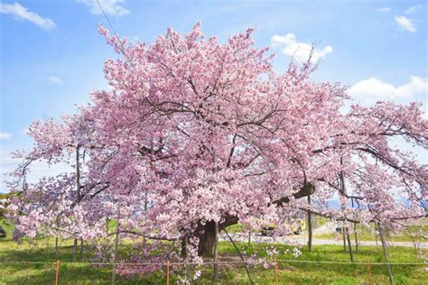 龍蔵桜｜観光スポット（川西町・置賜地方）｜やまがたへの旅 - 山形県の公式観光・旅行情報サイト