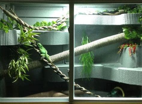 Chinese Water Dragon Habitat | Chinese water dragon, Water dragon, Habitats