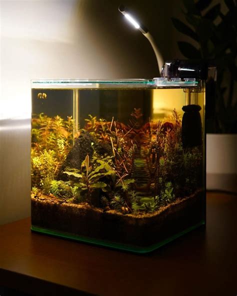 20 Cherry Shrimp Tank Setup Ideas For Absolute Beginners – Acuario Pets