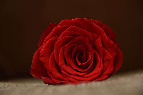 Red Rose · Free Stock Photo