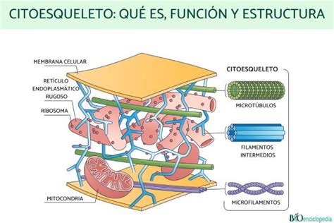 Citoesqueleto: qué es, función y estructura - Resumen