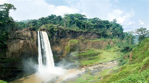 African Rainforests Are Surprisingly Resistant to Small Changes in ...