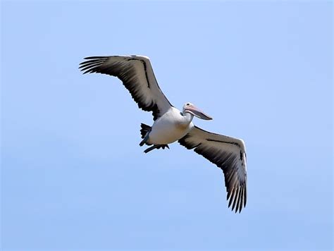 Pelican Feeding | NSW Holidays & Accommodation, Things to Do ...